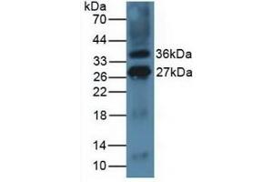Detection of ICOSLG in Mouse Thymus Tissue using Polyclonal Antibody to Inducible T-Cell Co Stimulator Ligand (ICOSLG) (ICOSLG 抗体  (AA 58-249))