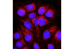 IF analysis of MPPB/PMPCB using anti-MPPB/PMPCB antibody (ABIN7600758). (PMPCB 抗体  (AA 23-479))