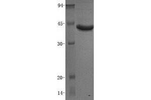 Validation with Western Blot (Cathepsin L2 Protein (CTSL2))