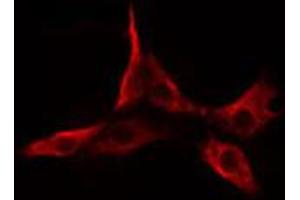 ABIN6274643 staining Hela cells by IF/ICC. (CYP2A6 抗体  (N-Term))