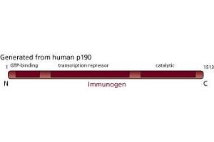 Image no. 3 for anti-Contactin Associated Protein 1 (CNTNAP1) (AA 1-1513) antibody (ABIN967781) (CNTNAP1 抗体  (AA 1-1513))