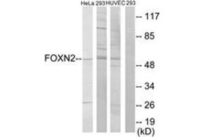 Western blot analysis of extracts from HeLa/293/HuvEc cells, using FOXN2 Antibody. (FOXN2 抗体  (AA 341-390))