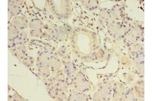 Immunohistochemistry of paraffin-embedded human pancreatic tissue using ABIN7161530 at dilution of 1:100 (NKIRAS1 抗体  (AA 1-192))