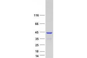 Validation with Western Blot (AASDHPPT Protein (Myc-DYKDDDDK Tag))