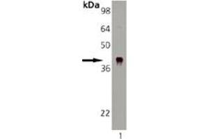 Western blot analysis: Lane 1: DnaJ Recombinant E. (DNAJB6 抗体)