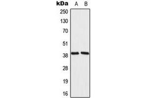 Western blot analysis of MRPL39 expression in 293T (A), NIH3T3 (B) whole cell lysates.