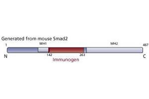 Image no. 1 for anti-Smad2/3 Transcription Factor (SMAD2/3) (AA 142-263) antibody (ABIN968209) (Smad2/3 抗体  (AA 142-263))