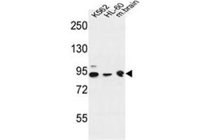Western blot analysis of DNAJC6 Antibody  in K562, HL-60 cell line and mouse brain tissue lysates (35ug/lane). (DNAJC6 抗体  (Middle Region))