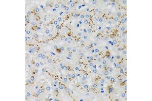 Immunohistochemistry of paraffin-embedded Human liver using SDF4 Rabbit pAb (ABIN7270606) at dilution of 1:100 (40x lens). (SDF4 抗体  (AA 37-200))