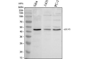 Western blot analysis of IRF9 using anti-IRF9 antibody (ABIN4886637). (IRF9 抗体  (AA 1-110))