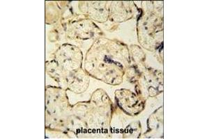 CLIC6 antibody (Center) (ABIN654431 and ABIN2844167) immunohistochemistry analysis in formalin fixed and paraffin embedded human placenta tissue tissue followed by peroxidase conjugation of the secondary antibody and DAB staining. (CLIC6 抗体  (AA 539-565))