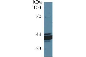 Western Blot; Sample: Canine Stomach lysate; Primary Ab: 1µg/ml Rabbit Anti-Canine ANXA4 Antibody Second Ab: 0. (Annexin IV 抗体  (AA 150-313))