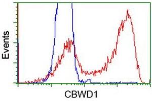 Flow Cytometry (FACS) image for anti-COBW Domain Containing 1 (CBWD1) antibody (ABIN1497115) (CBWD1 抗体)