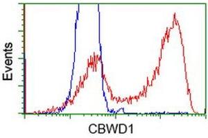 Flow Cytometry (FACS) image for anti-COBW Domain Containing 1 (CBWD1) antibody (ABIN1497115) (CBWD1 抗体)
