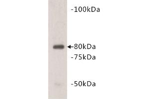 Western Blotting (WB) image for anti-Vang-Like 1 (Vangl1) antibody (ABIN1855000) (Vangl1 抗体)