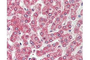 Anti-CXADR antibody IHC of human liver. (Coxsackie Adenovirus Receptor 抗体  (Internal Region))