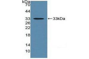 Western blot analysis of recombinant Mouse EMMPRIN. (CD147 抗体  (AA 87-323))