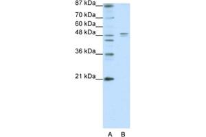Western Blotting (WB) image for anti-Serotonin Receptor 1A (HTR1A) antibody (ABIN2463749) (Serotonin Receptor 1A 抗体)