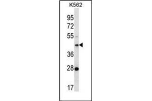 Western blot analysis of FAM105A Antibody  in K562 cell line lysates (35ug/lane). (FAM105A 抗体  (Middle Region))