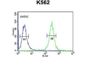ACSM1 Antibody (N-term) flow cytometric analysis of K562 cells (right histogram) compared to a negative control cell (left histogram). (ACSM1 抗体  (N-Term))