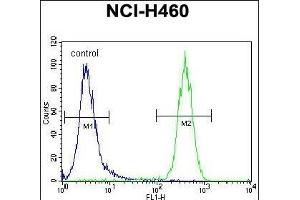 CCDC63 Antibody (C-term) (ABIN655453 and ABIN2844981) flow cytometric analysis of NCI- cells (right histogram) compared to a negative control cell (left histogram). (CCDC63 抗体  (C-Term))