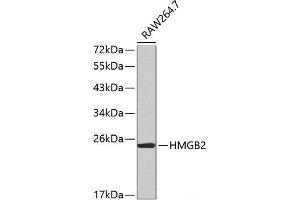 Western blot analysis of extracts of RAW264. (HMGB2 抗体)