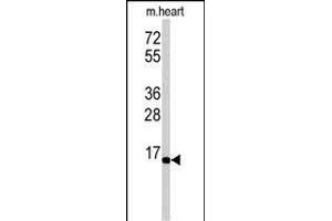 Western blot analysis of anti-UBE2G1 Antibody (N-term) (ABIN388859 and ABIN2839161) in mouse heart tissue lysates (35 μg/lane). (UBE2G1 抗体  (N-Term))