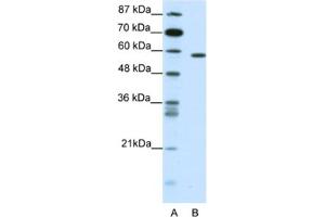 Western Blotting (WB) image for anti-Nuclear Receptor Subfamily 1, Group D, Member 2 (NR1D2) antibody (ABIN2461741) (NR1D2 抗体)