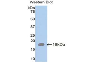 Western Blotting (WB) image for anti-serglycin (SRGN) (AA 28-152) antibody (ABIN1078524) (SRGN 抗体  (AA 28-152))
