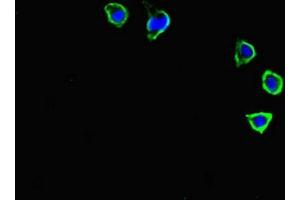 Immunofluorescence staining of HepG2 cells with ABIN7146103 at 1:400, counter-stained with DAPI. (CXCR3 抗体  (AA 4-50))