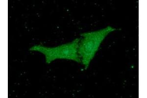 ICC/IF analysis of PEBP1 in HeLa cells line, monoclonal anti-human PEBP1 antibody (1:100) stained with goat anti-mouse IgG-Alexa fluor 488 conjugate (Green). (PEBP1 抗体  (AA 1-187))