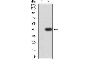 Western blot analysis using AMBRA1 mAb against HEK293 (1) and AMBRA1 (AA: 1177-1301)-hIgGFc transfected HEK293 (2) cell lysate.