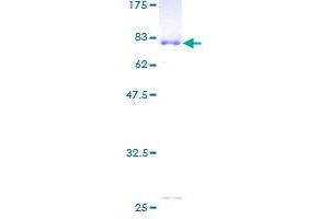 ZNF35 Protein (AA 1-519) (GST tag)