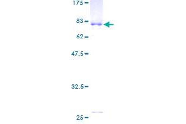 ZNF35 Protein (AA 1-519) (GST tag)