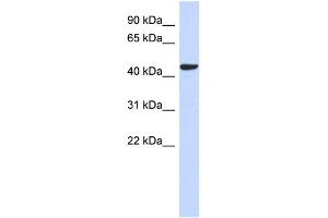 WB Suggested Anti-SGMS2 Antibody Titration: 0. (Sphingomyelin Synthase 2 抗体  (N-Term))