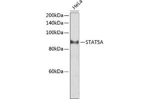 Western blot analysis of extracts of HeLa cells, using STA antibody (ABIN6128540, ABIN6148576, ABIN6148578 and ABIN6223670) at 1:2000 dilution. (STAT5A 抗体  (AA 635-794))