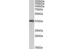 Western Blotting (WB) image for anti-Monoacylglycerol O-Acyltransferase 2 (MOGAT2) (Internal Region) antibody (ABIN2464724) (MOGAT2 抗体  (Internal Region))