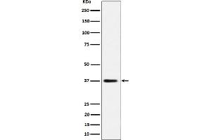 Western blot analysis of MRPS31 expression in HepG2 cell lysate.