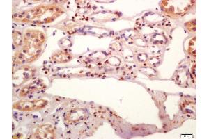 Formalin-fixed and paraffin embedded human kidney labeled with Anti-phospho-JunD(Ser255) Polyclonal Antibody, Unconjugated (ABIN802473) at 1:200 followed by conjugation to the secondary antibody and DAB staining (JunD 抗体  (pSer255))