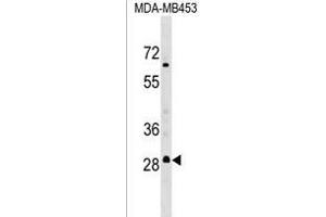 RH3 Antibody (C-term) (ABIN1536881 and ABIN2849415) western blot analysis in MDA-M cell line lysates (35 μg/lane). (MARCH3 抗体  (C-Term))
