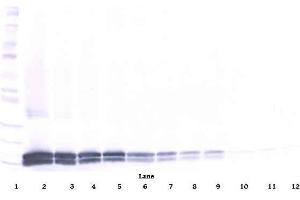 Western Blotting (WB) image for anti-Interleukin 17B (IL17B) antibody (Biotin) (ABIN181689)