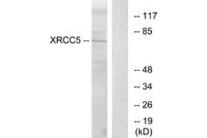 Western blot analysis of extracts from Jurkat cells, using XRCC5 Antibody. (X-Ray Repair Cross Complementing 5 (AA 441-490) 抗体)