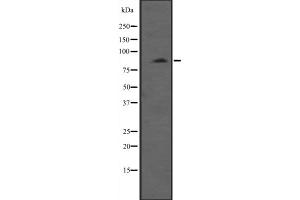 Western blot analysis of MYLK3 expression in HepG2 whole cell lysate ;;,The lane on the left is treated with the antigen-specific peptide. (MYLK3 抗体  (Internal Region))