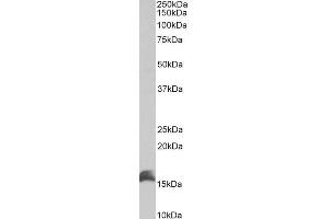ABIN1781957 (1µg/ml) staining of Kelly lysate (35µg protein in RIPA buffer). (CUTA 抗体  (C-Term))