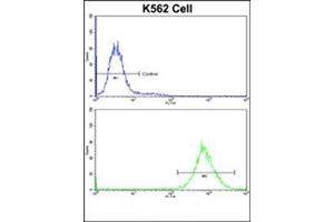 Flow Cytometric analysis of K562 cells using P4HB Antibody (C-term)(bottom histogram) compared to a Negative Control cell (top histogram). (P4HB 抗体  (C-Term))