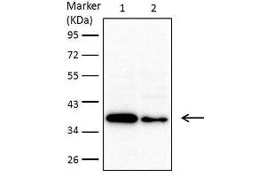 WB Image Sample (30 ug of whole cell lysate) A: 293T B: A431 , C: H1299 D: Hela E: Hep G2 , F: Molt-4 , G: Raji 10% SDS PAGE antibody diluted at 1:1000 (MTHFD2 抗体)