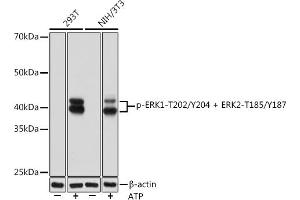 Western blot analysis of extracts of various cell lines, using Phospho-ERK1-T202/Y204 + ERK2-T185/Y187 Rabbit mAb (ABIN7268623) at 1:1000 dilution. (ERK1 抗体  (pThr185, pThr202, pThr204, pTyr187))