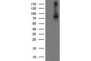 Image no. 2 for anti-Signal Transducer and Activator of Transcription 4 (STAT4) antibody (ABIN1501180) (STAT4 抗体)