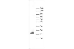 Histone H3 dimethyl Lys9 antibody tested by Western blot. (Histone 3 抗体  (H3K9me2))
