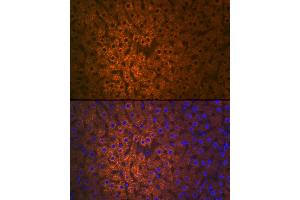 Immunofluorescence (IF) image for anti-Flavin Containing Monooxygenase 3 (FMO3) antibody (ABIN7267216)